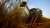 Machine harvesting sugar cane